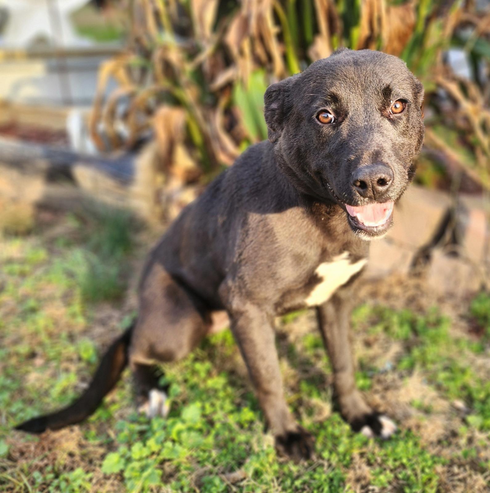 Amber, a Adoptable mixed breed in Manhasset, NY image 2/5