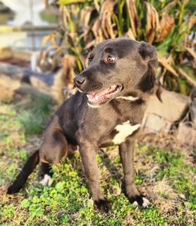 Amber, a Adoptable mixed breed in Manhasset, NY image 3/5