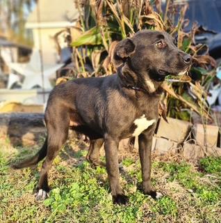 Amber, a Adoptable mixed breed in Manhasset, NY image 4/5