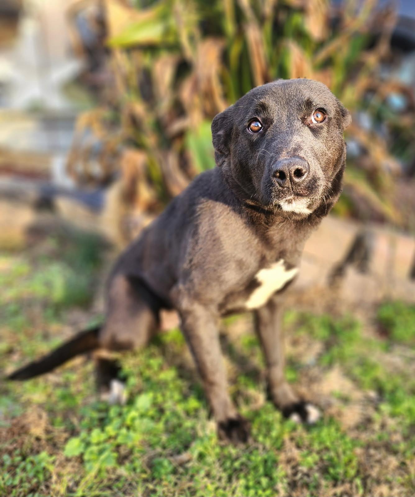 Amber, a Adoptable mixed breed in Manhasset, NY image 5/5