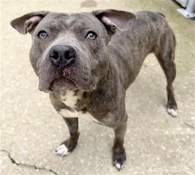 Enlarge JULLIAN, a Adoptable Pit Bull Terrier in Aurora, IL image 1/1