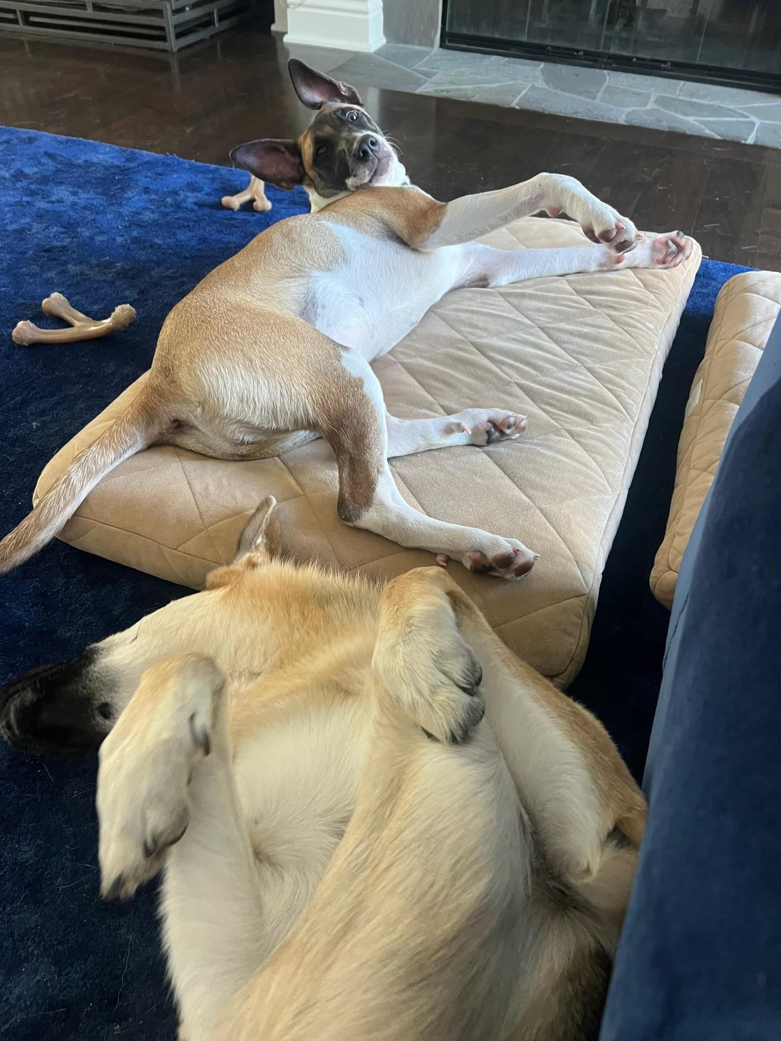 Enlarge Skye COURTESY POST, a Adoptable mixed breed image 5/6