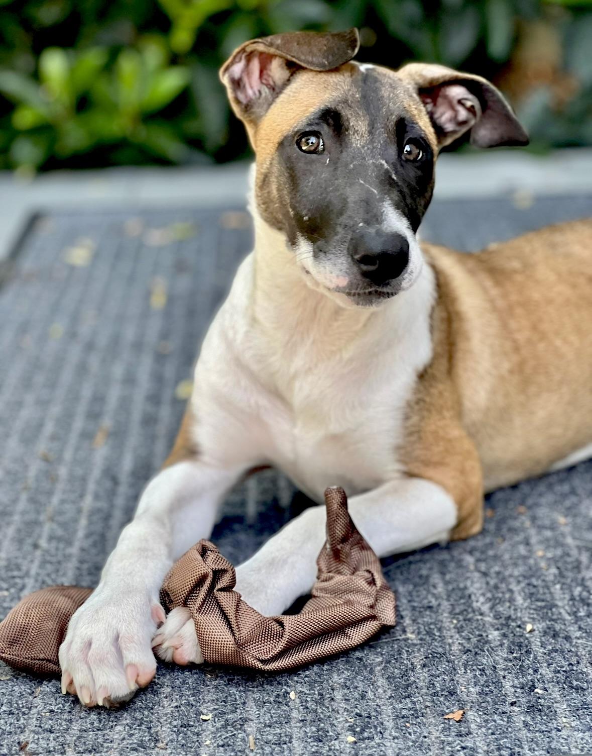 Enlarge Skye COURTESY POST, a Adoptable mixed breed image 1/6