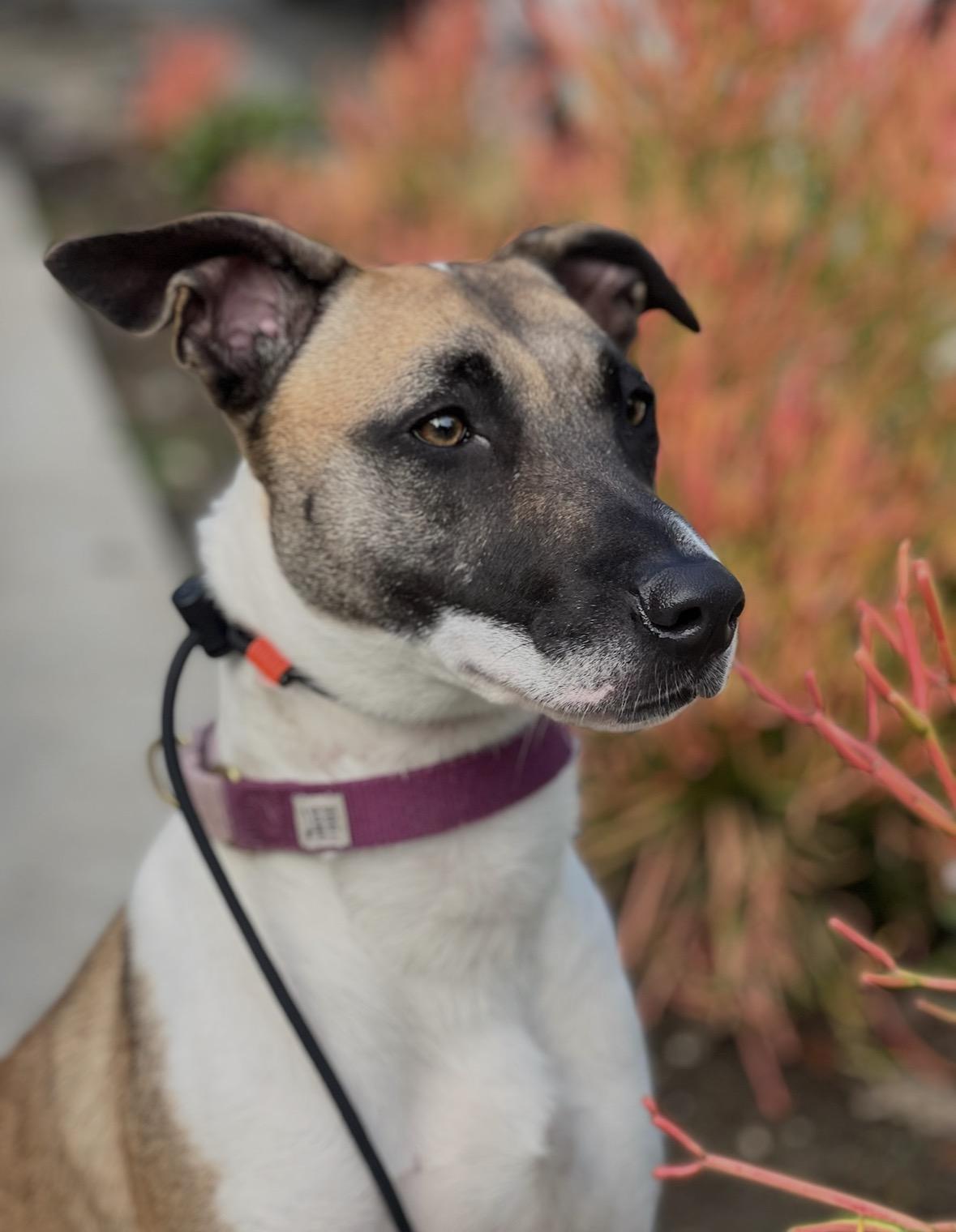 Skye COURTESY POST, a Adoptable mixed breed in Los Angeles, CA image 2/6