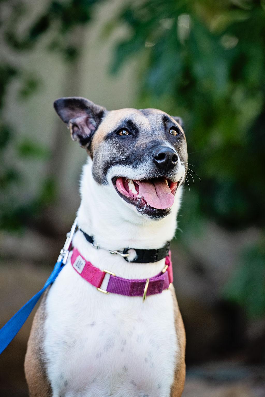 Skye COURTESY POST, Adoptable, Young Female Belgian Shepherd / Malinois & Pit Bull Terrier.