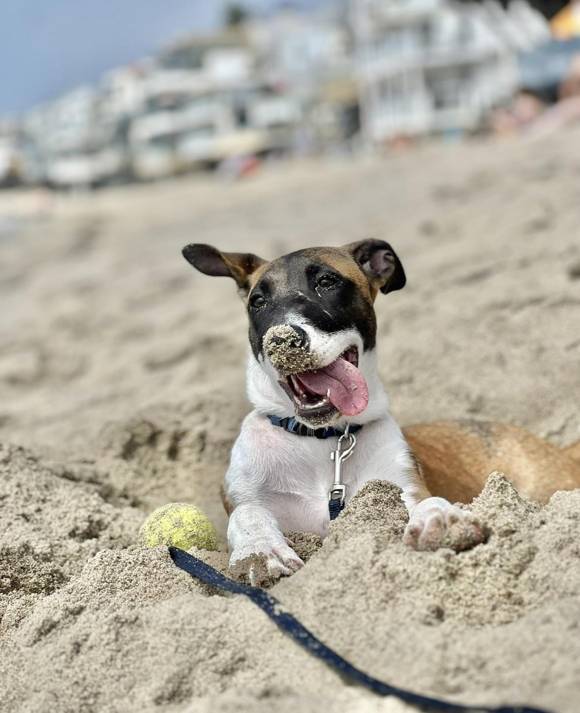 Enlarge Skye COURTESY POST, a Adoptable mixed breed image 3/6