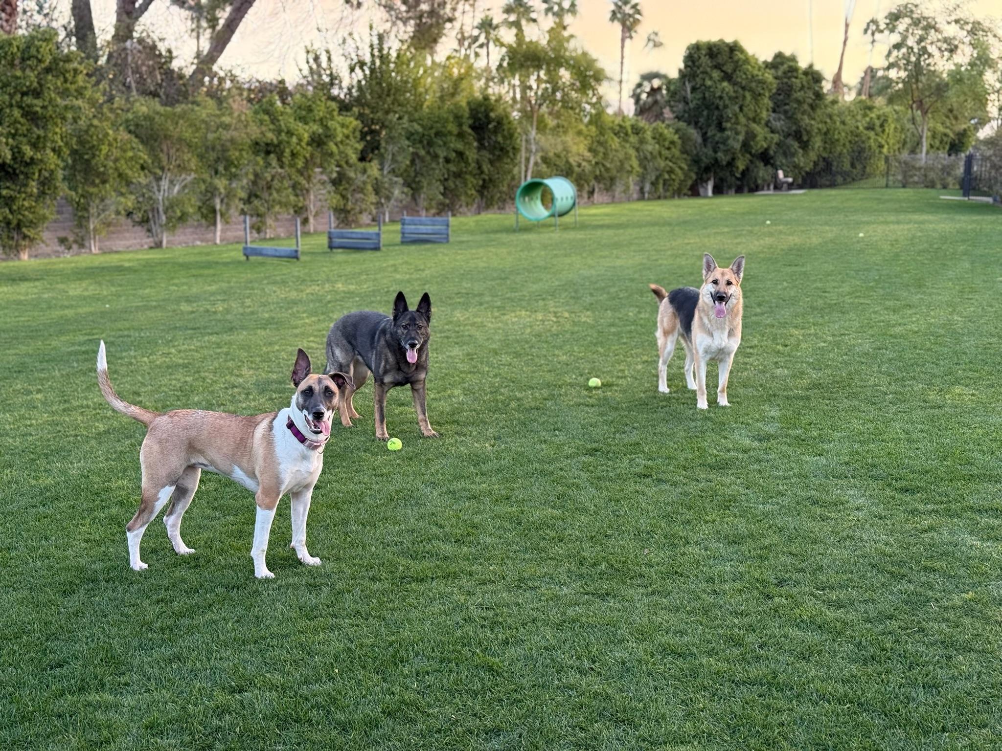 Enlarge Skye COURTESY POST, a Adoptable mixed breed image 6/6