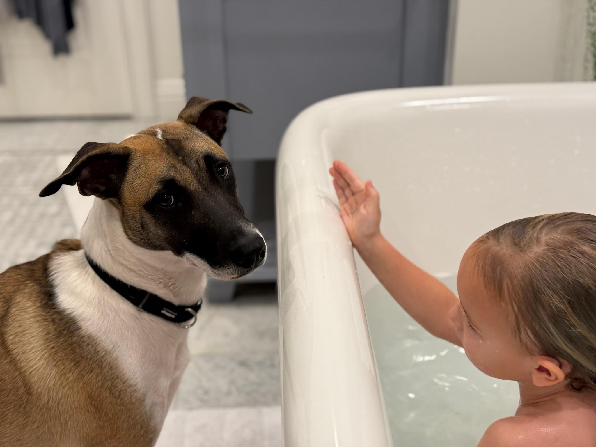 Enlarge Skye COURTESY POST, a Adoptable mixed breed image 2/6