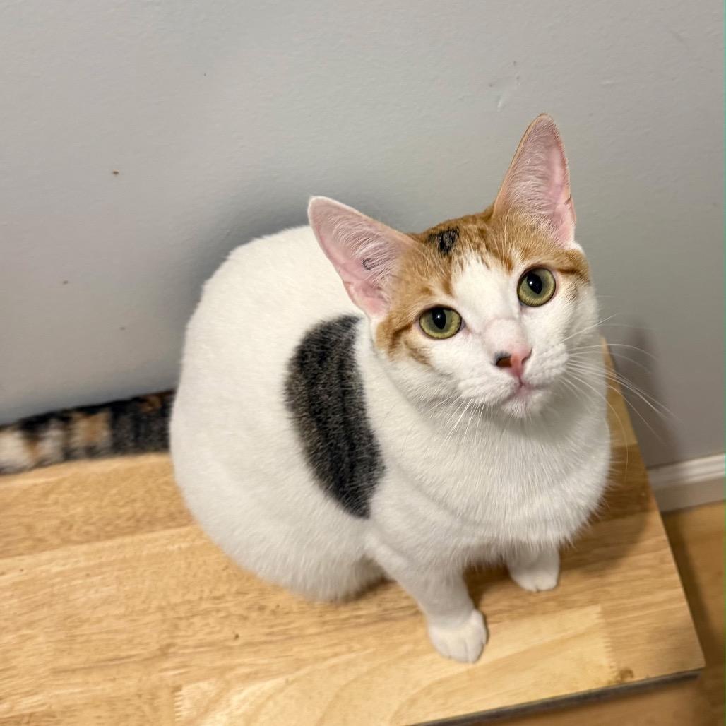 Enlarge NOEL (Bonded w/Winter), an adoptable Domestic Short Hair in Graham, WA image 1/2