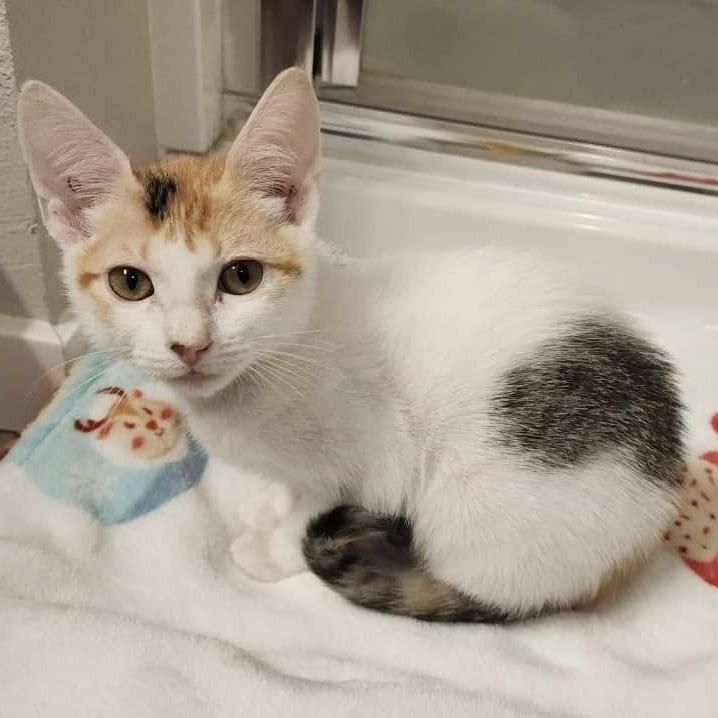 NOEL (Bonded w/Winter), adoptable, Adult Female Domestic Short Hair.