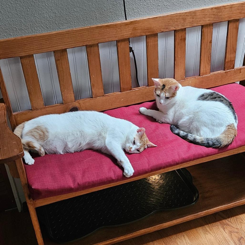 Enlarge NOEL (Bonded w/Winter), an adoptable Domestic Short Hair in Graham, WA image 2/2