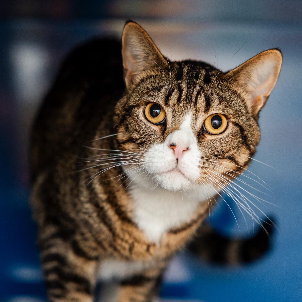 Bolton, Adoptable, Adult Male Domestic Short Hair.