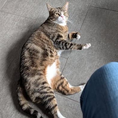 Bolton, a Adoptable Domestic Short Hair in Incline Village, NV image 2/6