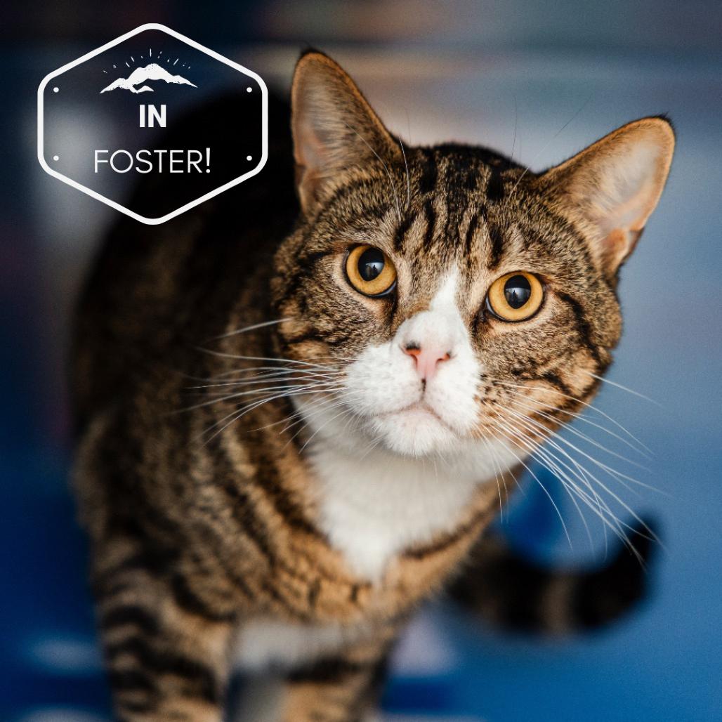 Bolton, a Adoptable Domestic Short Hair in Incline Village, NV image 3/6
