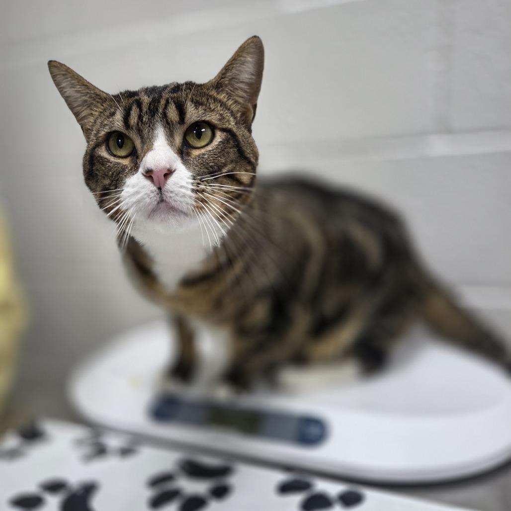 Enlarge Bolton, a Adoptable Domestic Short Hair in Incline Village, NV image 2/3
