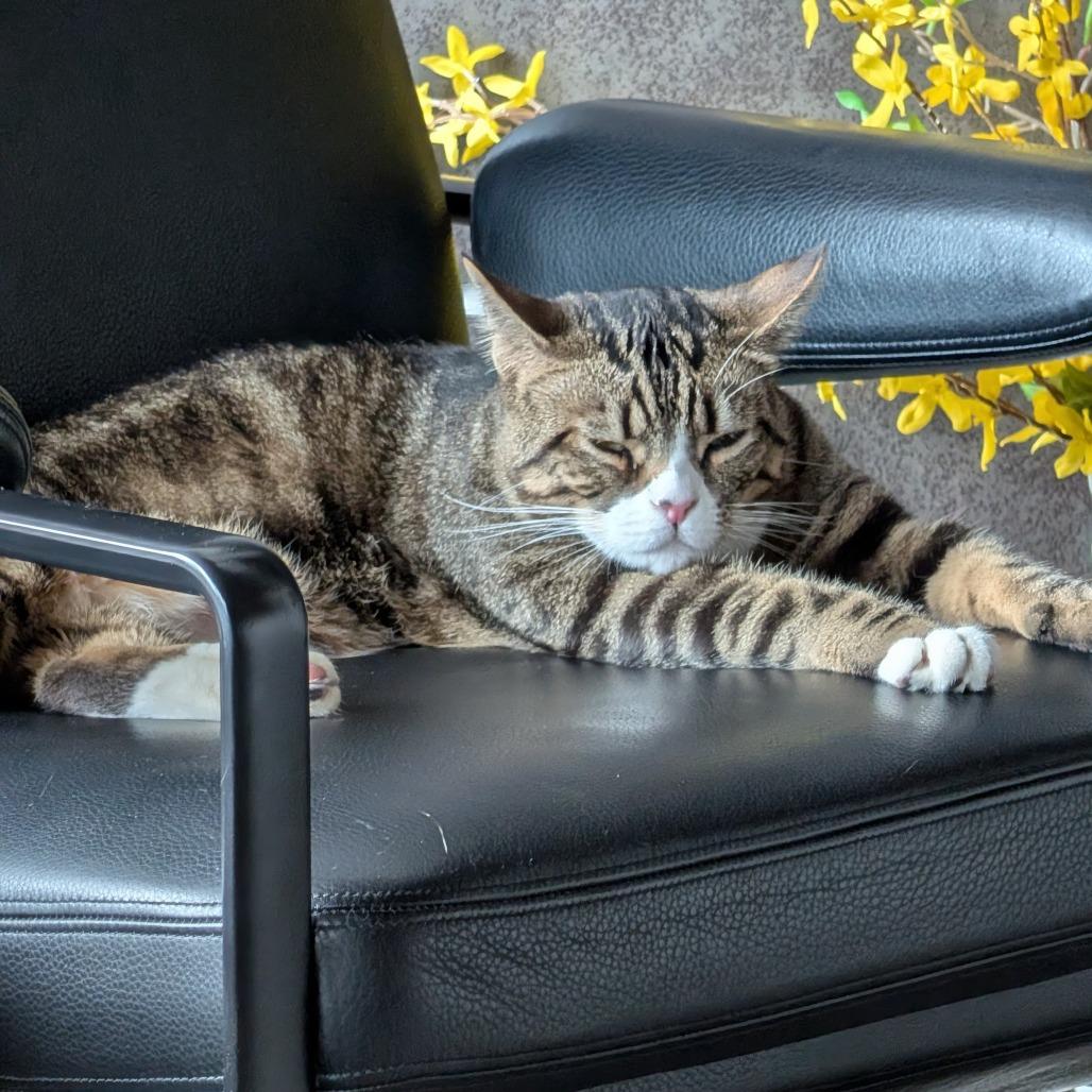 Bolton, a Adoptable Domestic Short Hair in Incline Village, NV image 5/6