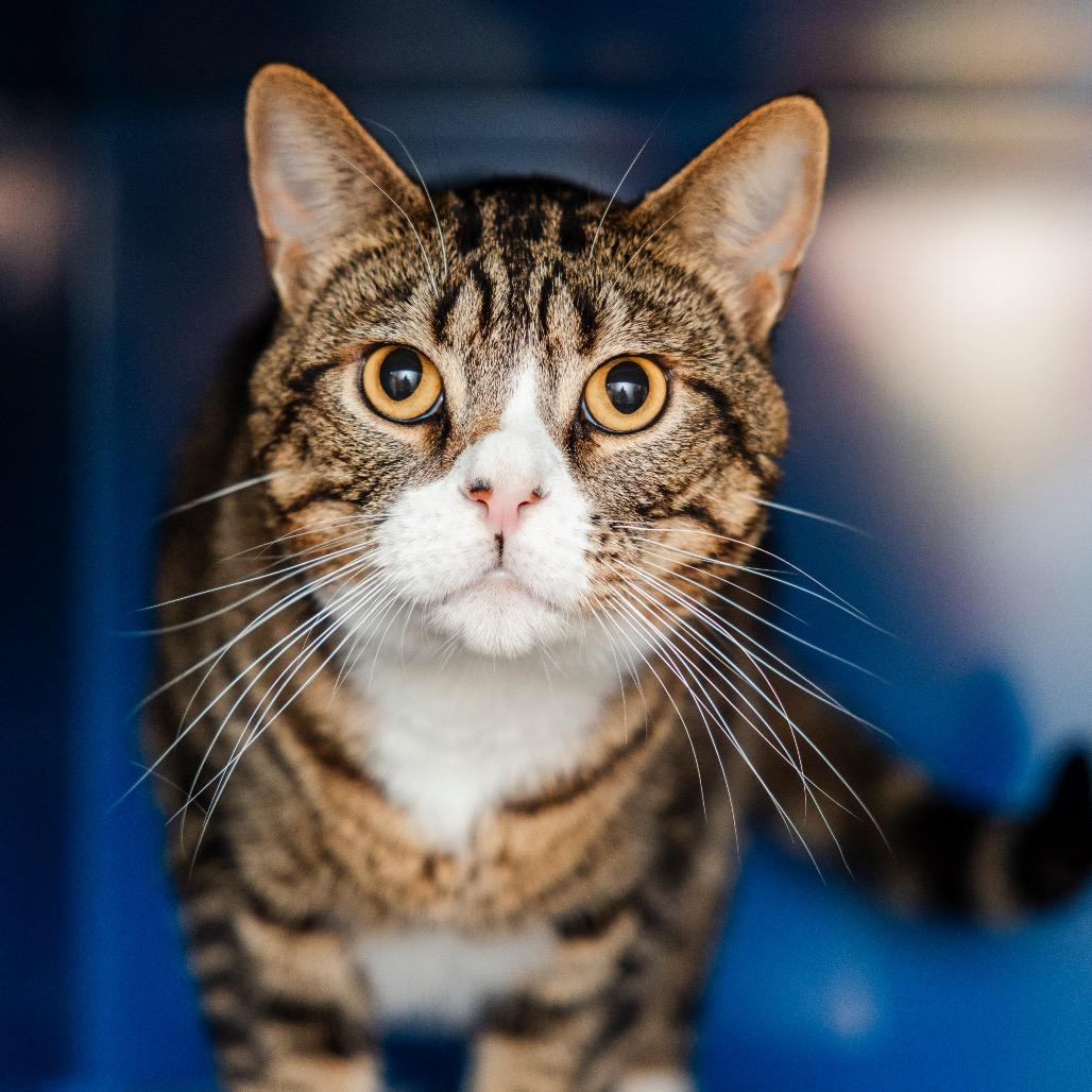 Enlarge Bolton, a Adoptable Domestic Short Hair in Incline Village, NV image 3/3