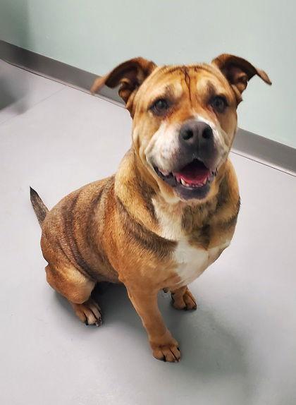 Lizzy (6908), Adoptable, Adult Female Boxer & Mastiff.