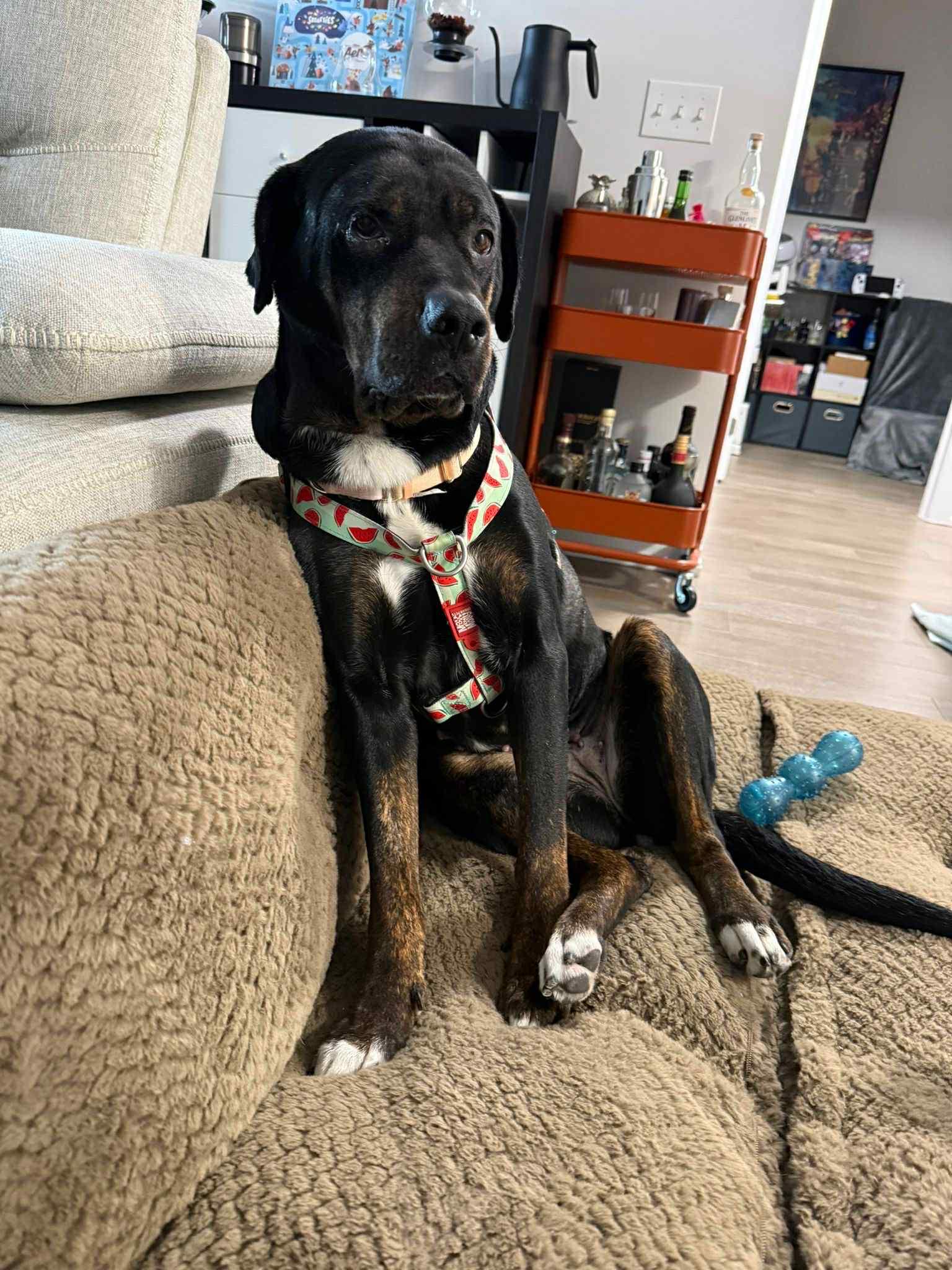 Enlarge Grandmama (GIGI), a ADOPTABLE mixed breed in Sunderland, ON image 4/6