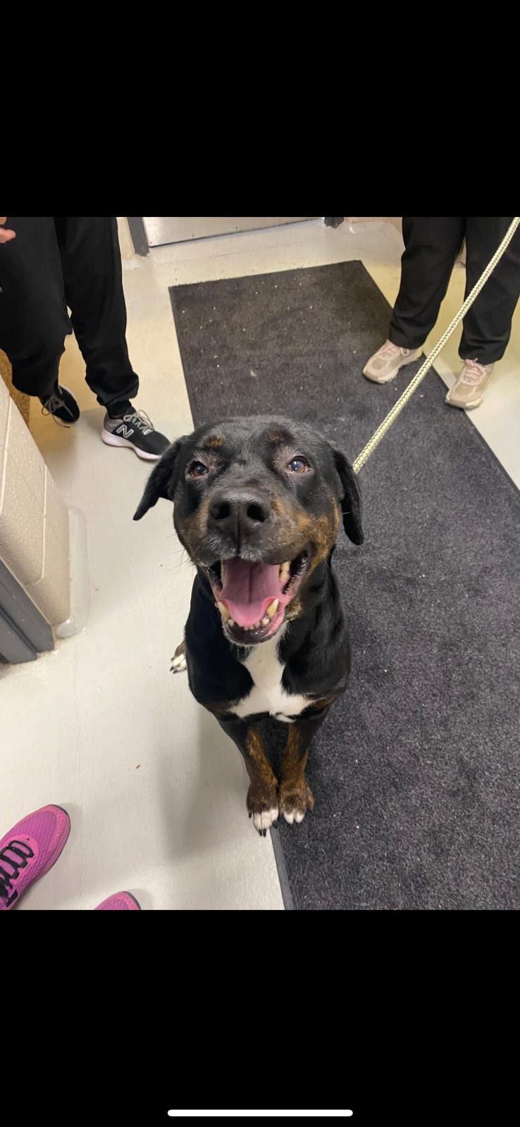 Enlarge Grandmama (GIGI), a ADOPTABLE mixed breed in Sunderland, ON image 3/6