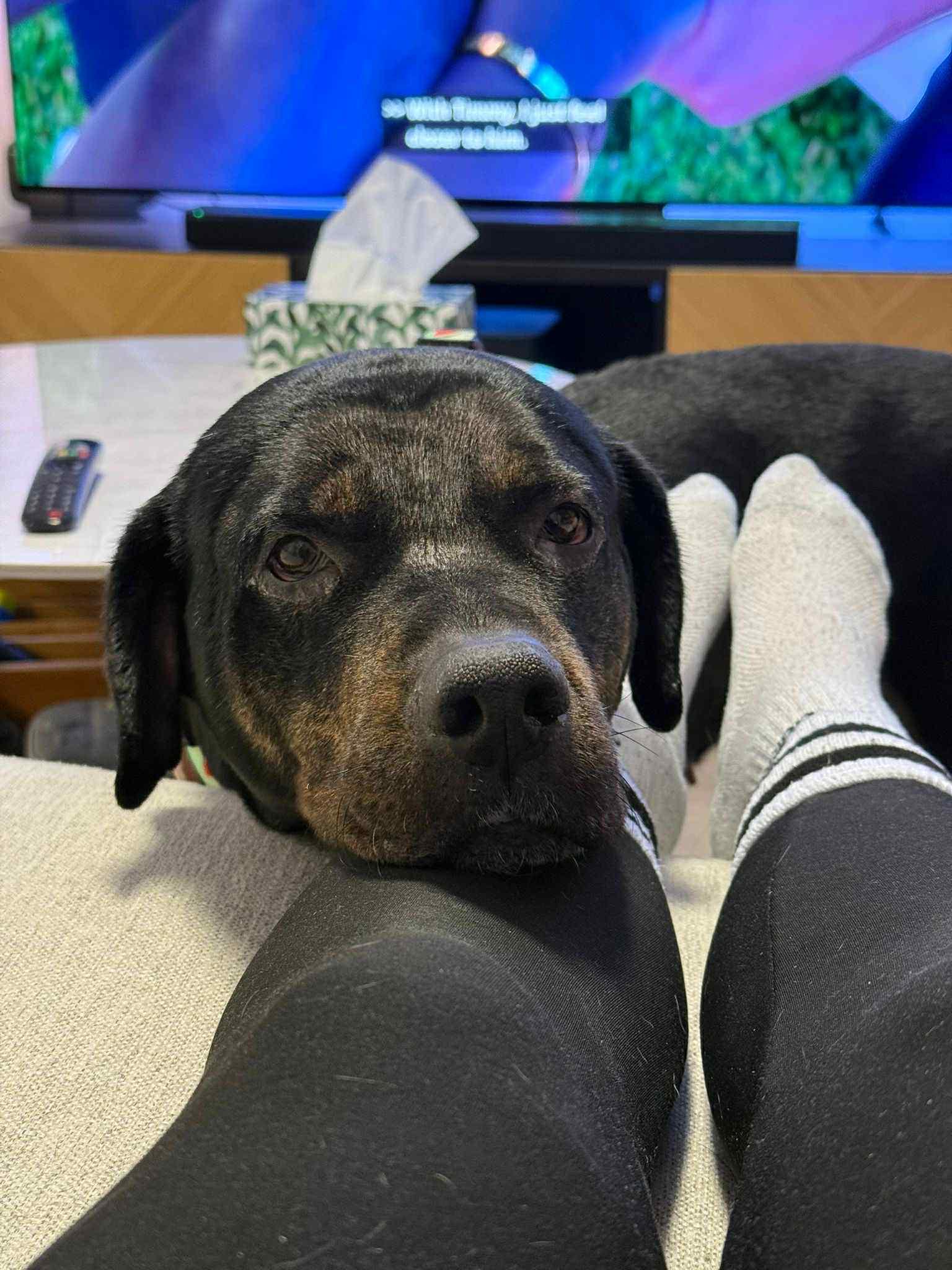 Enlarge Grandmama (GIGI), a ADOPTABLE mixed breed in Sunderland, ON image 6/6