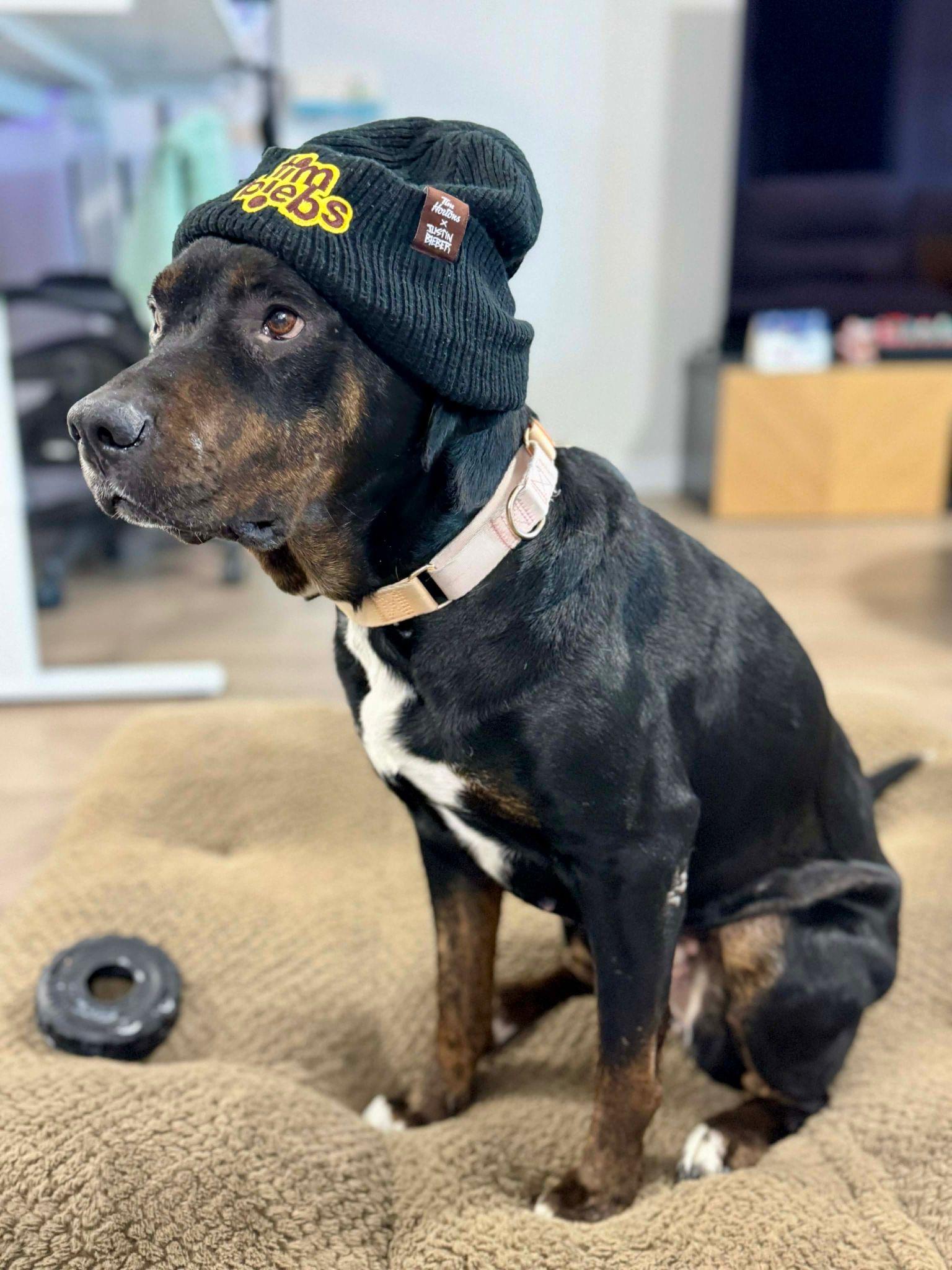 Enlarge Grandmama (GIGI), an adoptable mixed breed in Sunderland, ON image 6/6