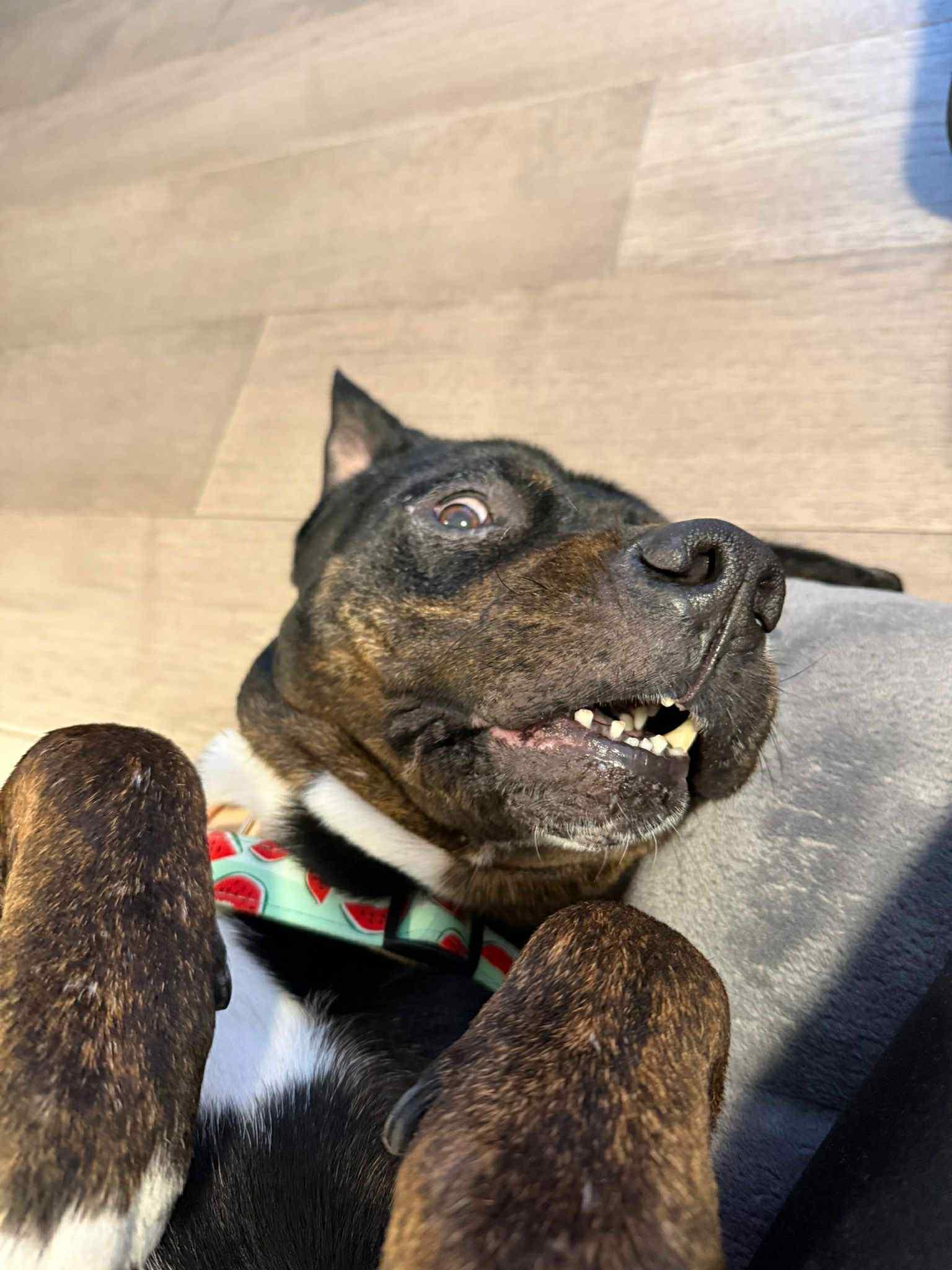 Enlarge Grandmama (GIGI), a ADOPTABLE mixed breed in Sunderland, ON image 5/6