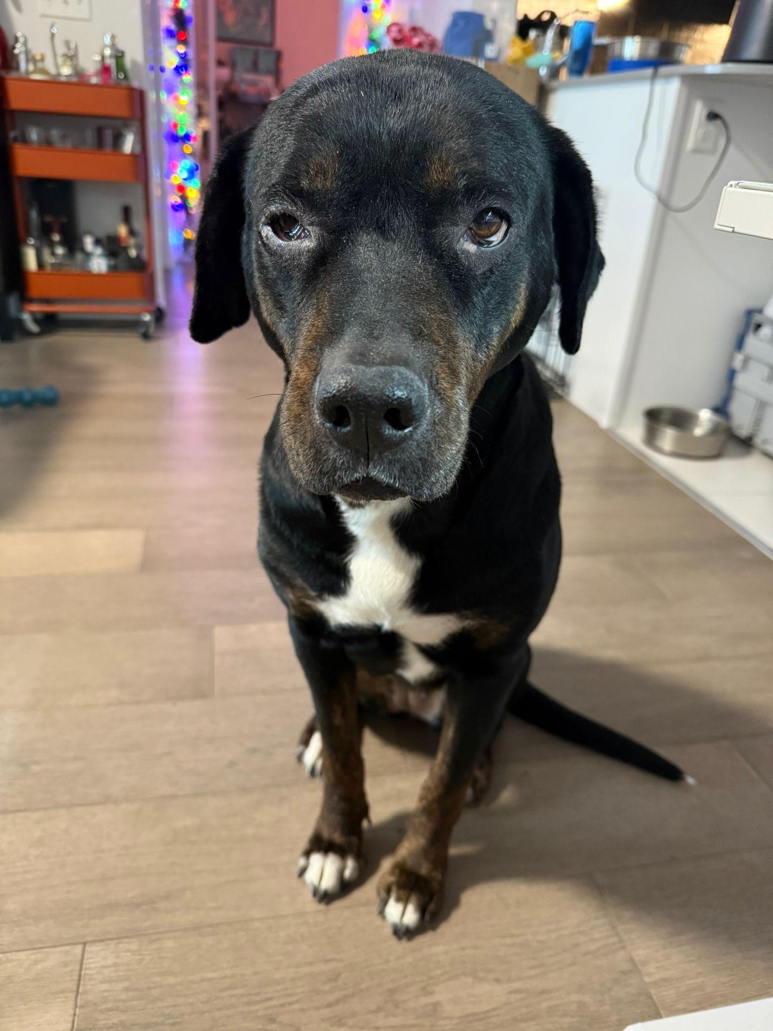 Enlarge Grandmama (GIGI), a ADOPTABLE mixed breed in Sunderland, ON image 2/6