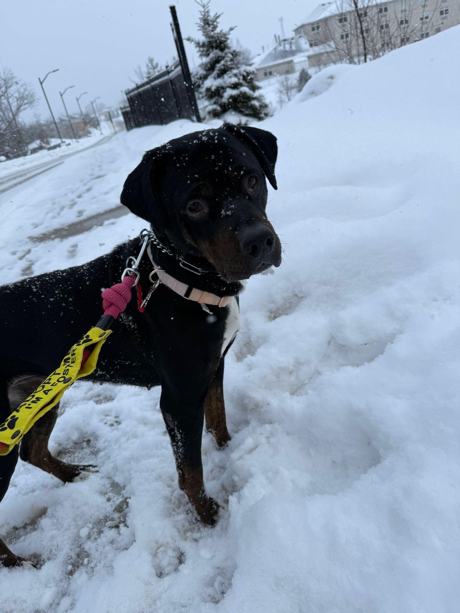 Grandmama (GIGI), ADOPTABLE, Senior Female Rottweiler & Mixed Breed.