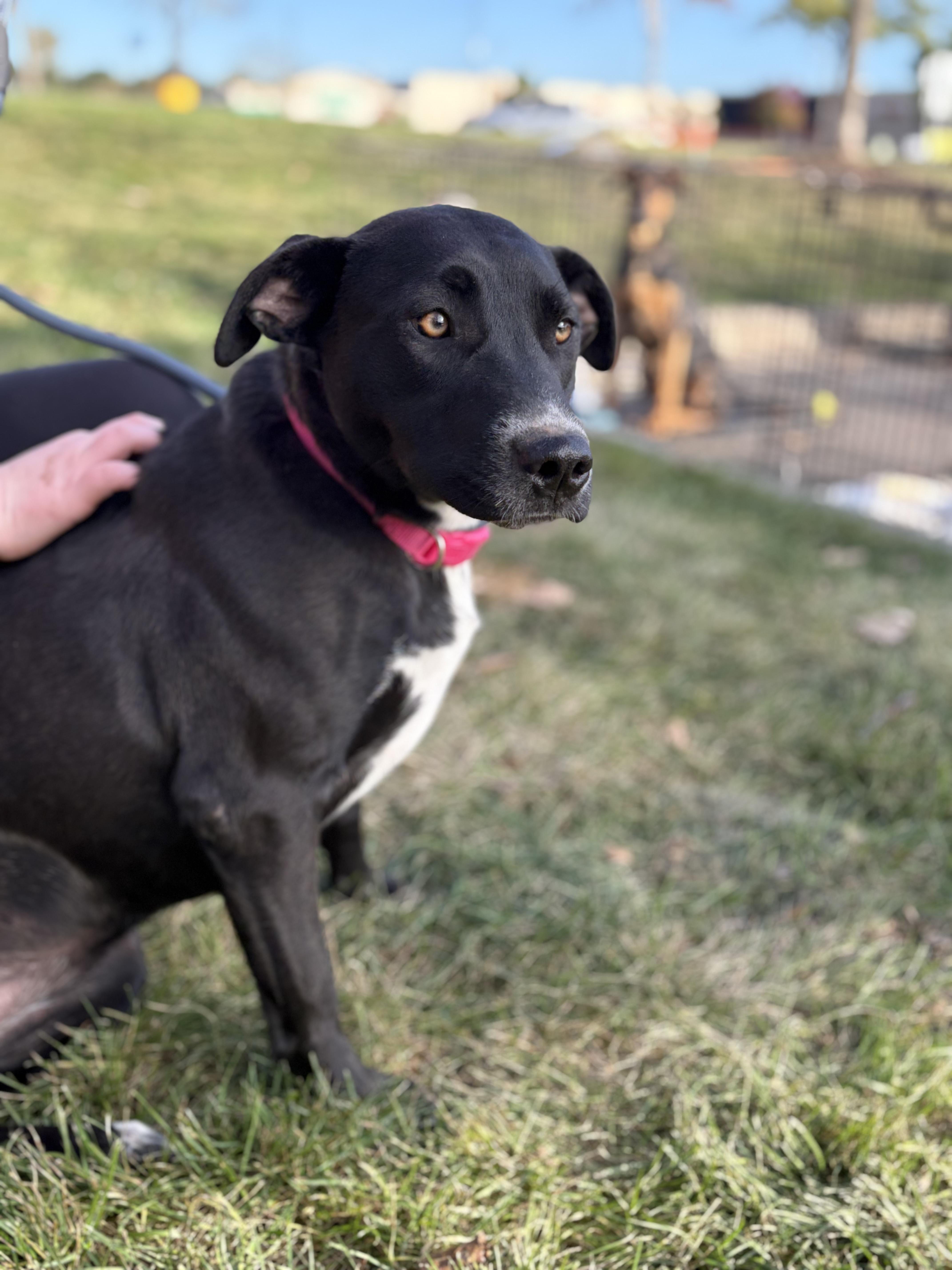 Bailey, Adoptable, Young Female Labrador Retriever.