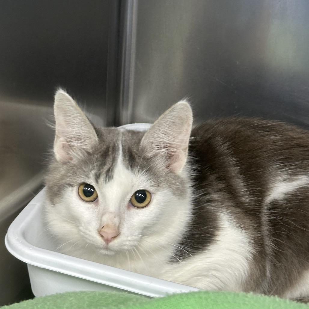 Raspberry, Adoptable, Kitten Male Domestic Short Hair.