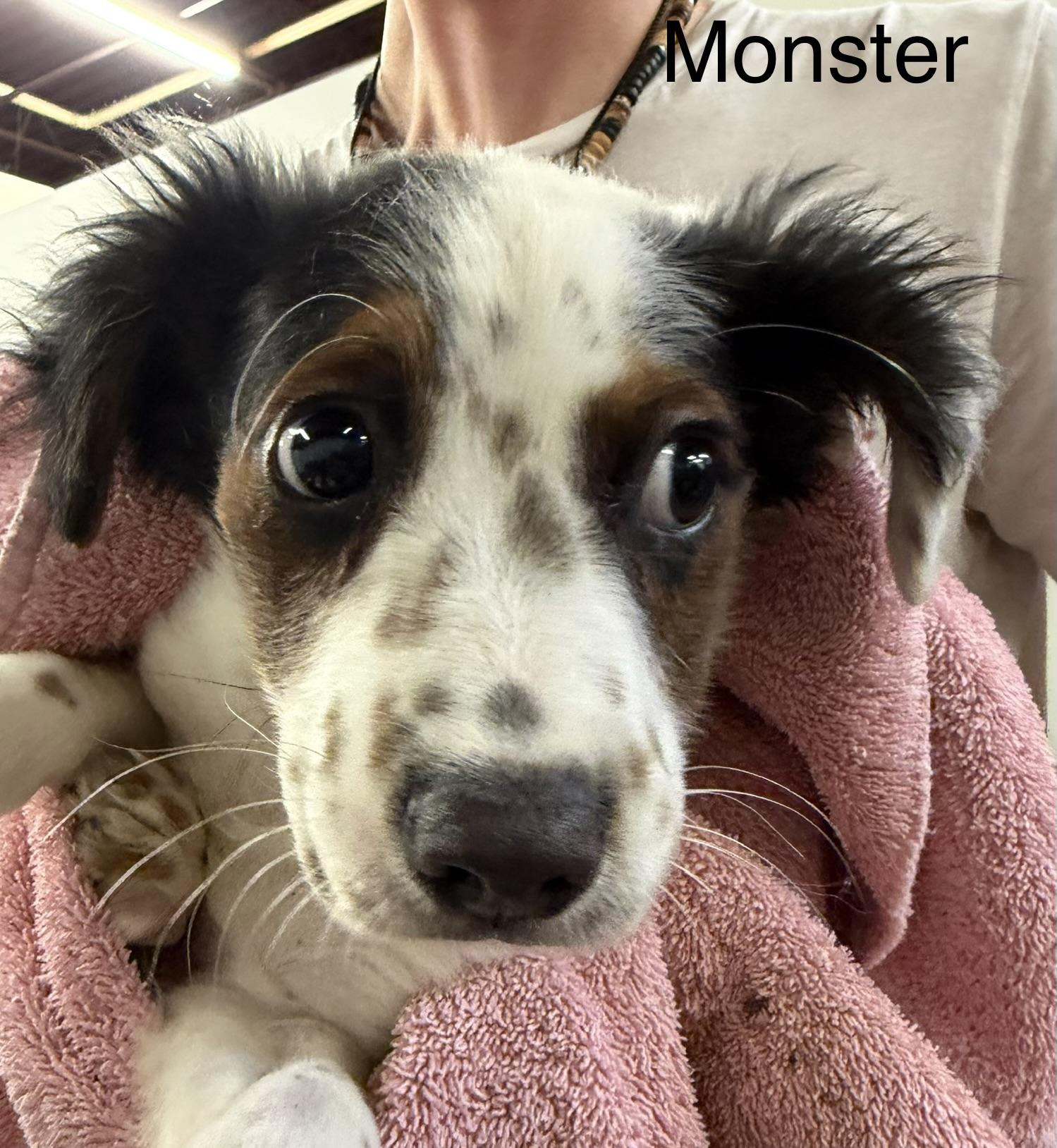 Monster, an adopted mixed breed in Blue Springs, MO image 1/2