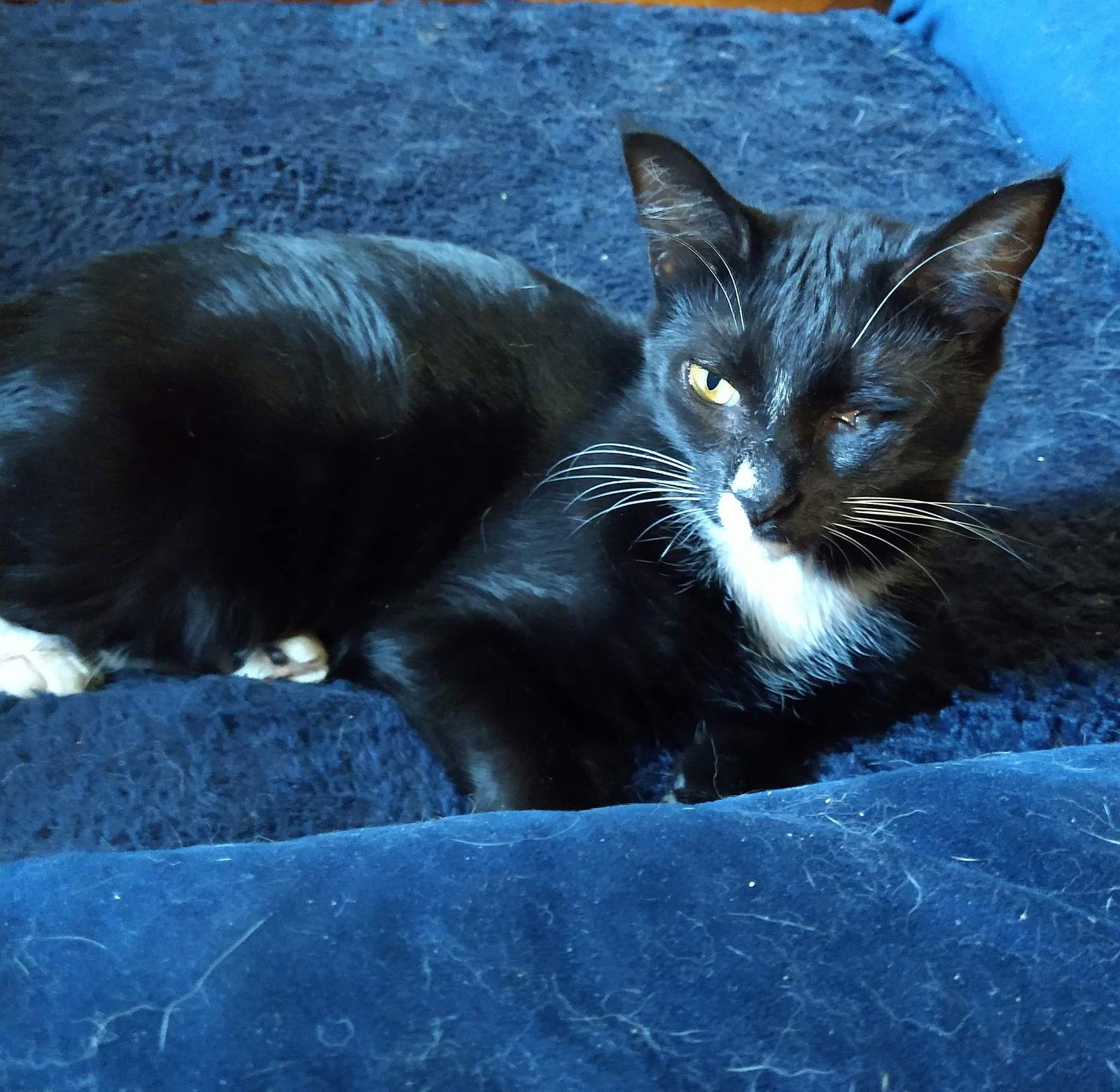 Bethany, a Adoptable Domestic Short Hair in Oakboro , NC image 1/3