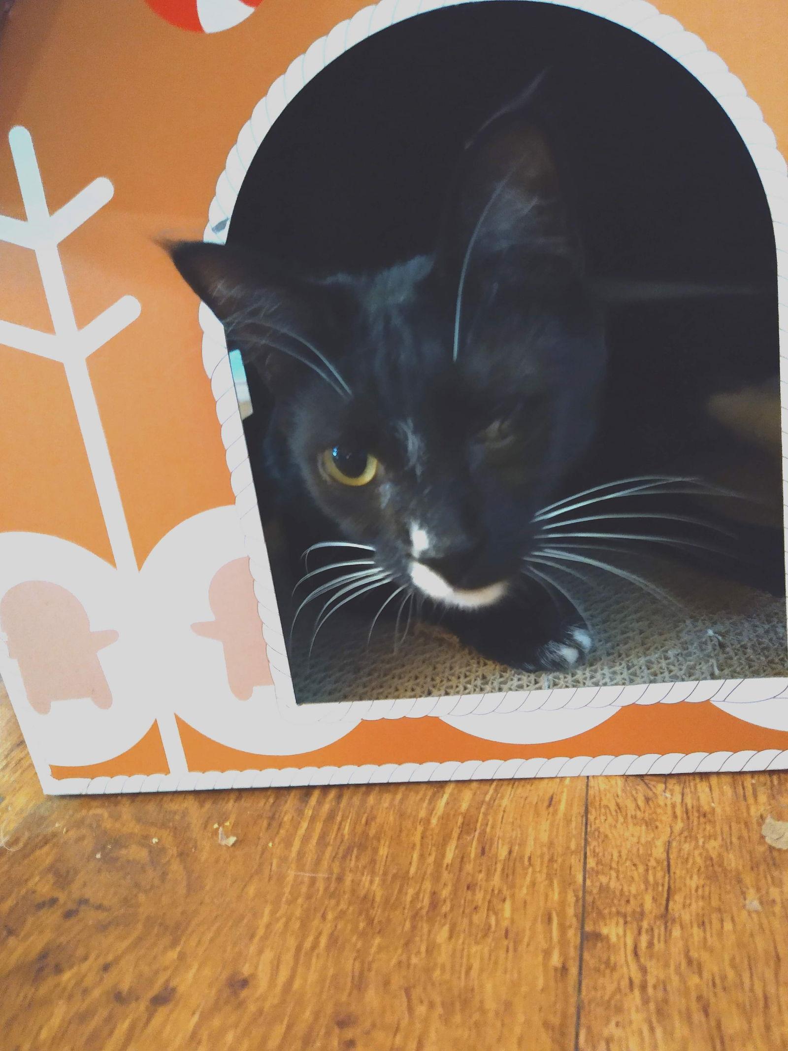 Bethany, a Adoptable Domestic Short Hair in Oakboro , NC image 2/3