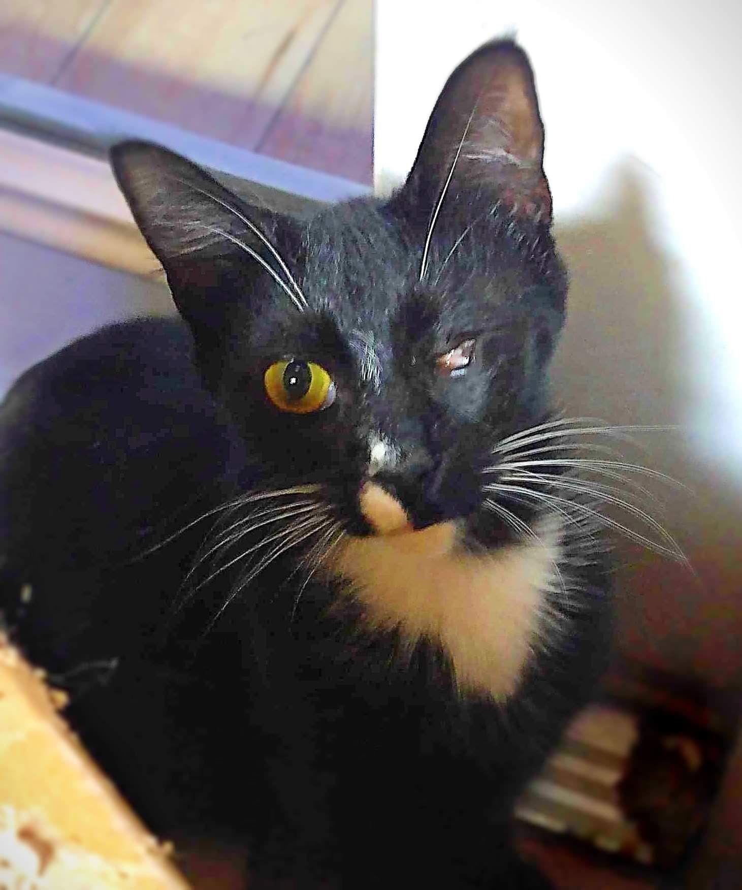 Bethany, a Adoptable Domestic Short Hair in Oakboro , NC image 3/3