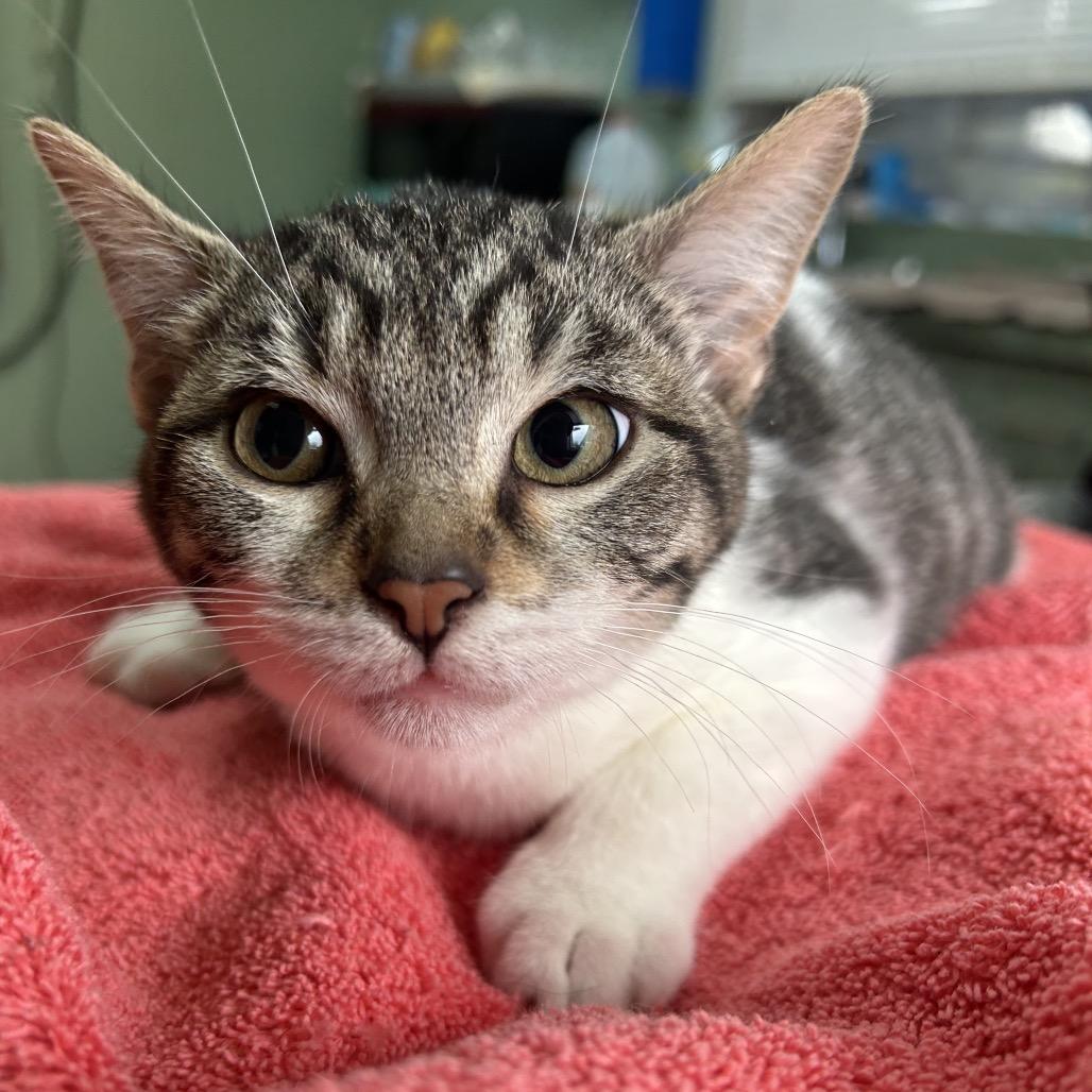 Enlarge Wade, a Adoptable Domestic Short Hair in West Point, MS image 1/1