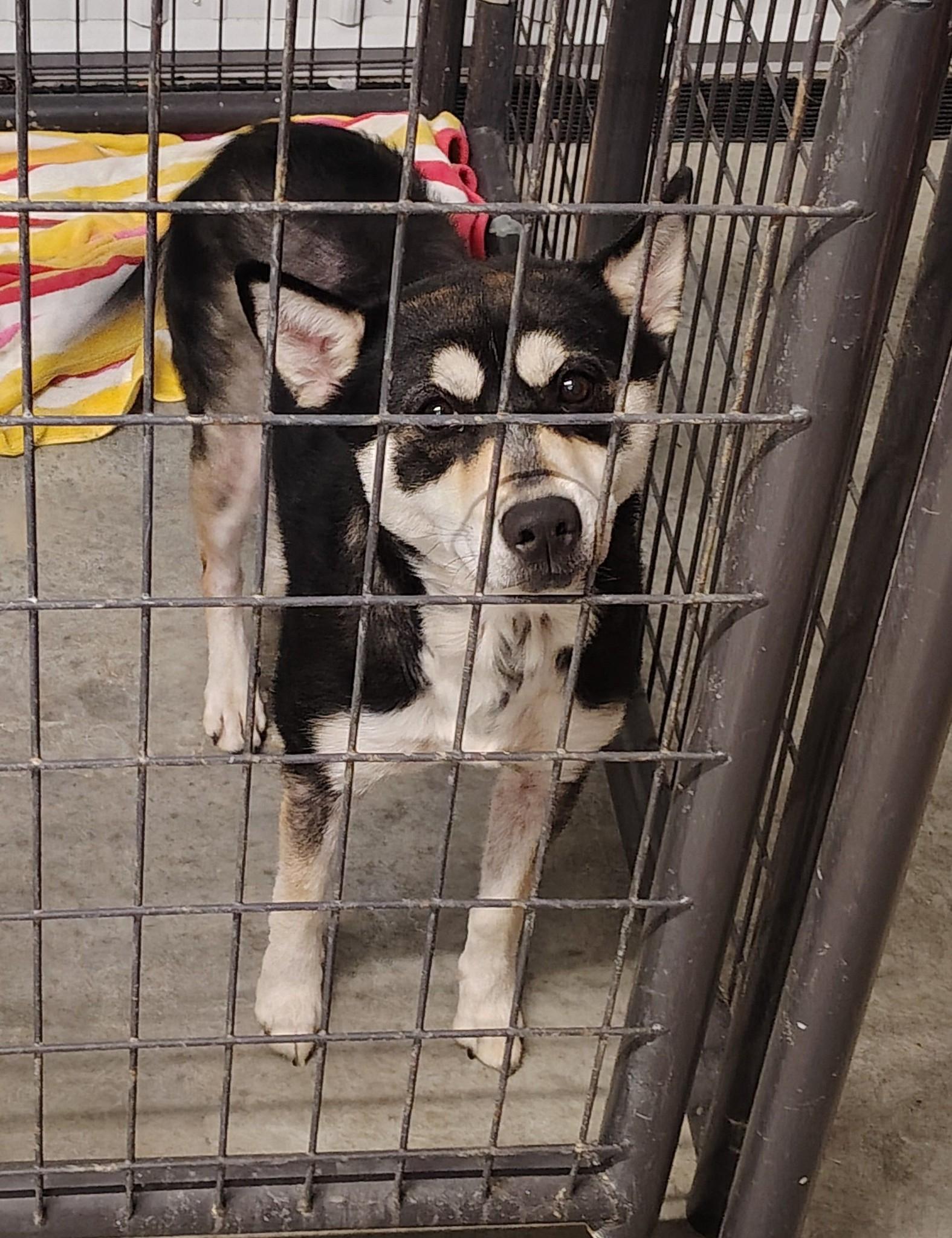 Harper , ADOPTABLE, Young Female Husky.