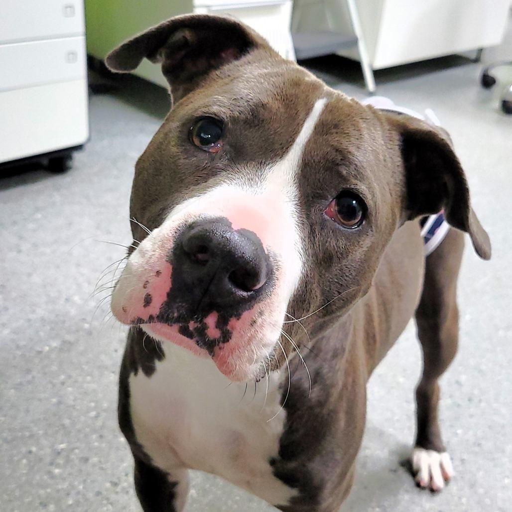 Pearl, Adoptable, Adult Female Pit Bull Terrier.