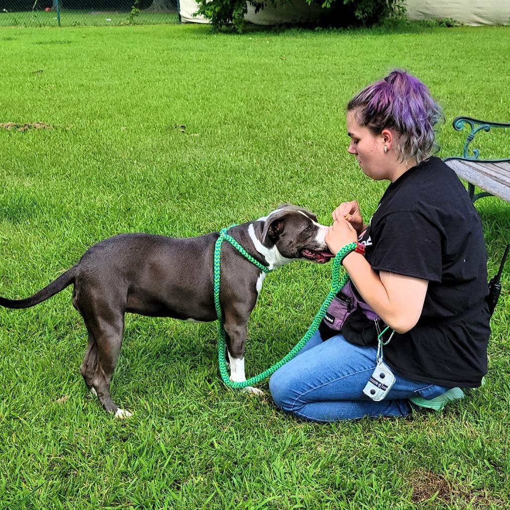 Pearl, a Adoptable Pit Bull Terrier in Michigan City, IN image 2/6