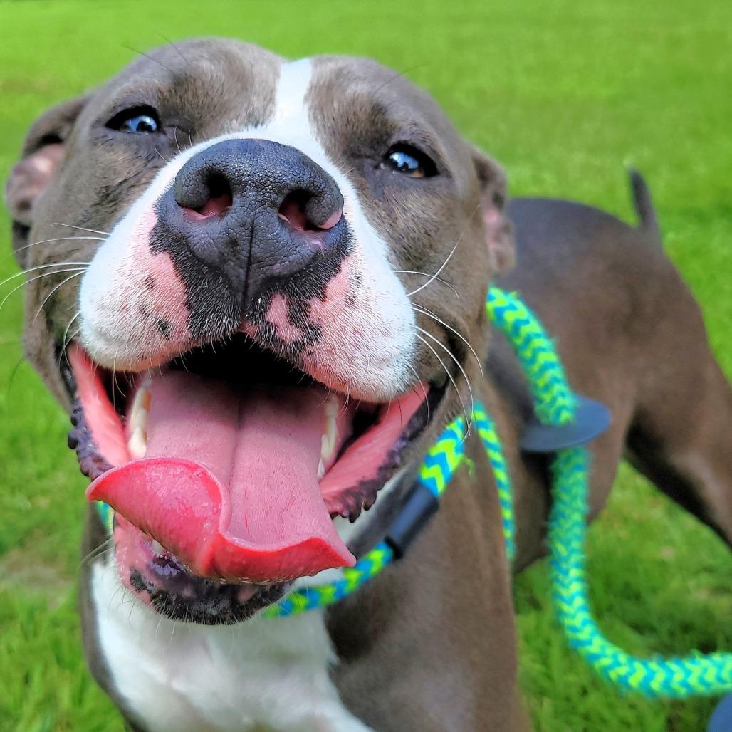 Pearl, a Adoptable Pit Bull Terrier in Michigan City, IN image 3/6