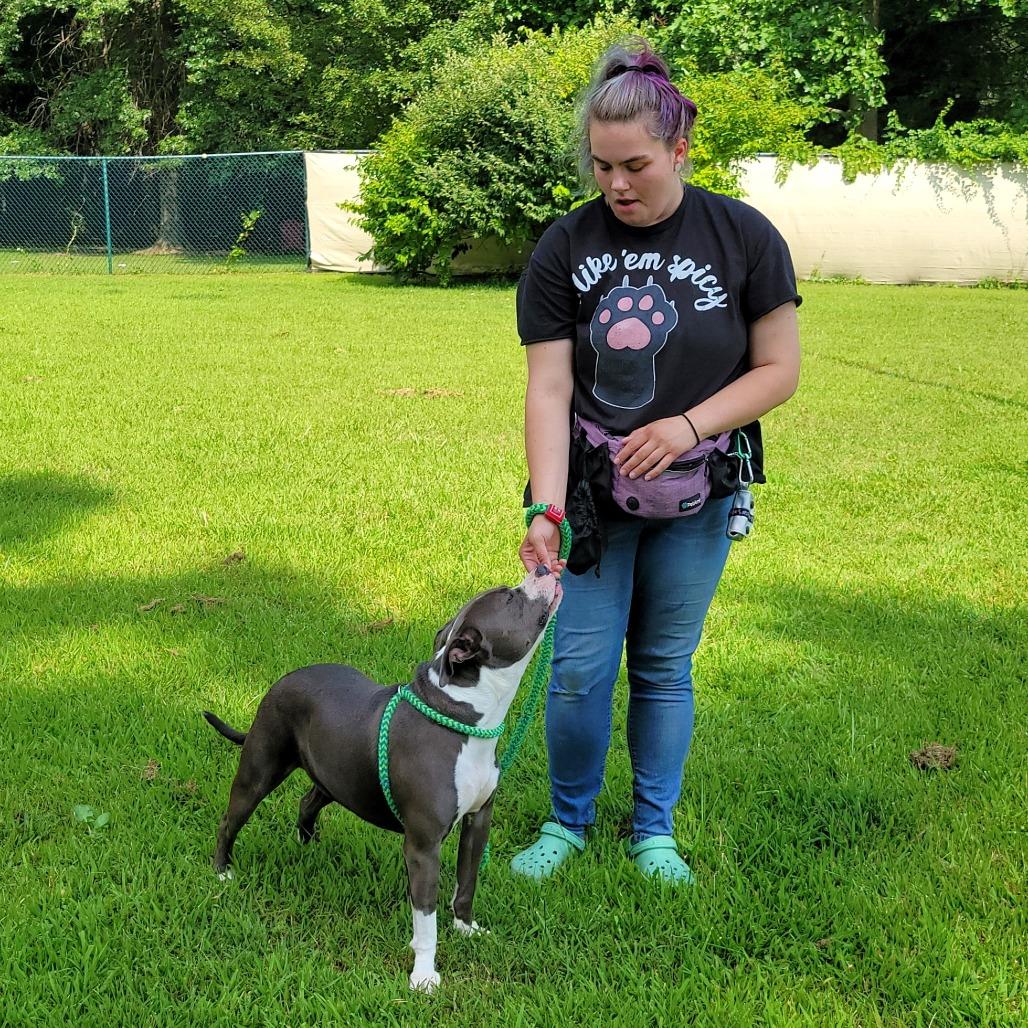 Pearl, a Adoptable Pit Bull Terrier in Michigan City, IN image 4/6