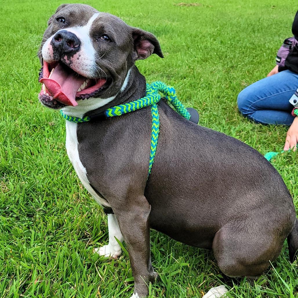 Pearl, a Adoptable Pit Bull Terrier in Michigan City, IN image 6/6