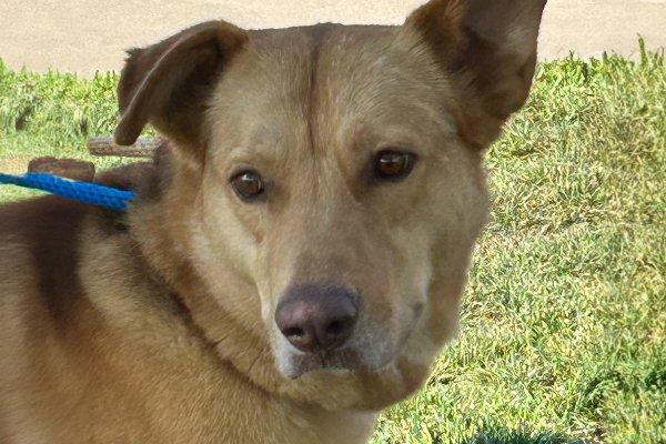 Enlarge Indiana Jones, a Adoptable German Shepherd Dog in Newport Beach, CA image 3/3