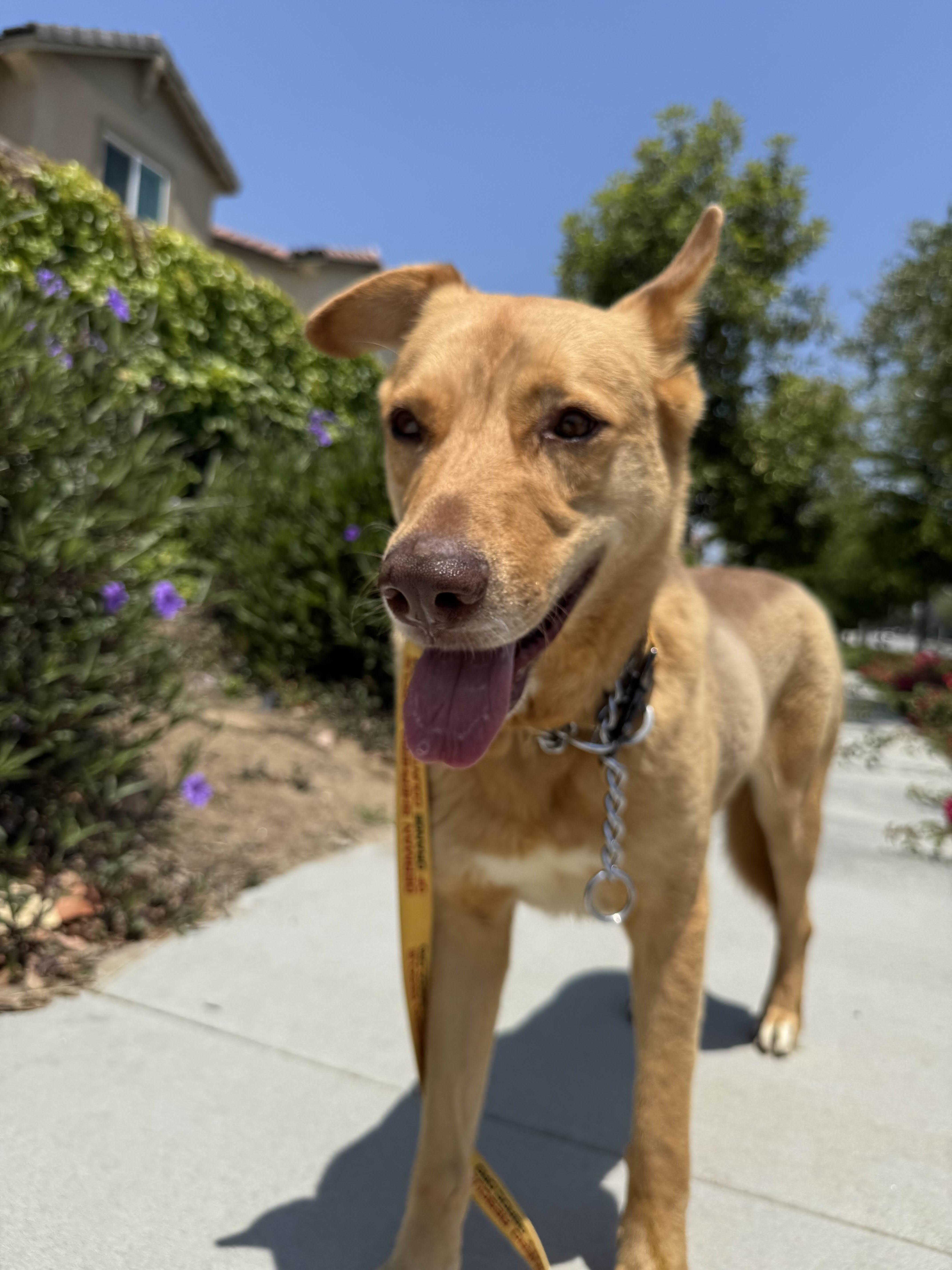 Enlarge Indiana Jones, a Adoptable German Shepherd Dog in Newport Beach, CA image 2/3