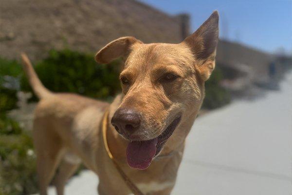 Enlarge Indiana Jones, a Adoptable German Shepherd Dog in Newport Beach, CA image 1/3