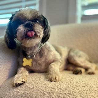 Enlarge DOLBY, a Adoptable Shih Tzu in Santa Monica, CA image 3/3