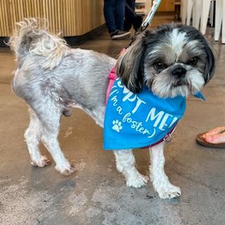 Enlarge DOLBY, a Adoptable Shih Tzu in Santa Monica, CA image 2/3