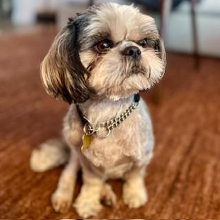 Enlarge DOLBY, a Adoptable Shih Tzu in Santa Monica, CA image 1/3