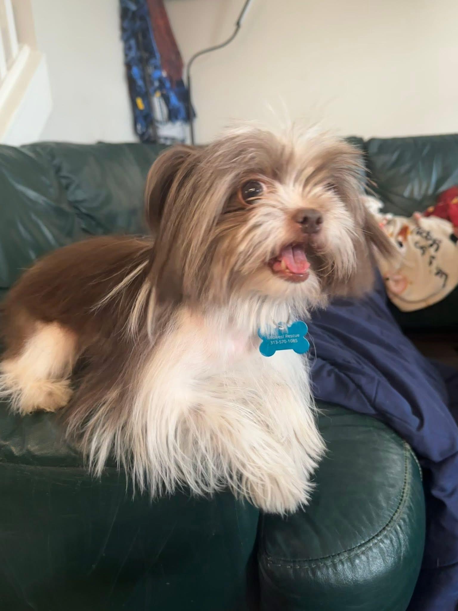 Paula , adopted, Adult Female Shih Tzu & Yorkshire Terrier.