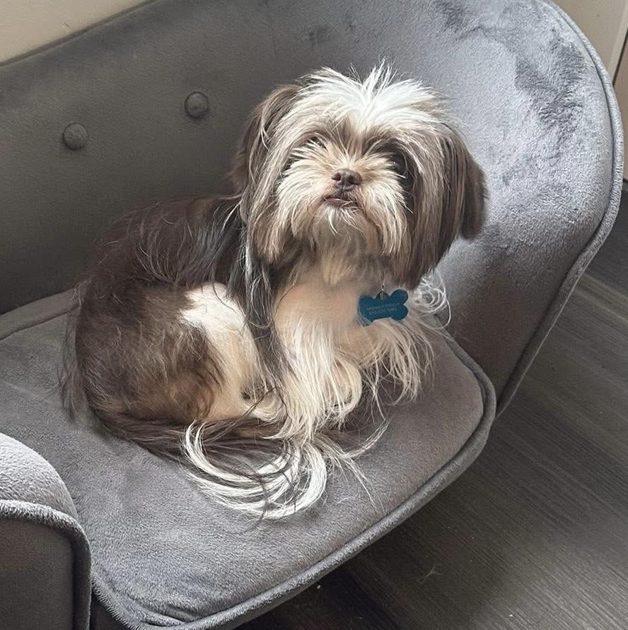 Enlarge Paula , an adopted mixed breed in Grosse Pointe Park, MI image 5/5